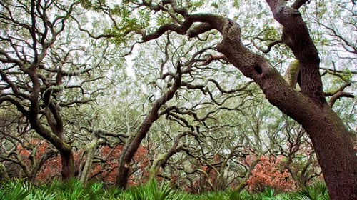 Live Oaks - Cumberland National Seashore