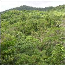 Daintree