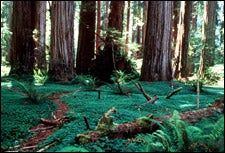 Redwood National Park