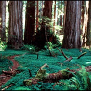 Redwood National Park