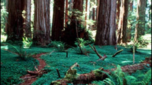 Redwood National Park