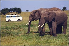 Masai Mara National Reserve, Kenya