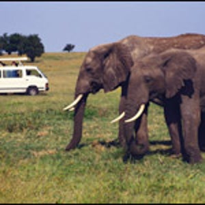 Masai Mara National Reserve, Kenya