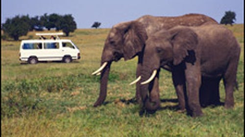 Masai Mara National Reserve, Kenya