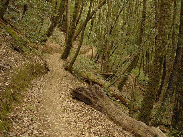 california mountain biking riding san francisco