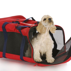 You may want to consider leaving your dog at home.