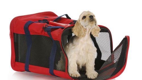 You may want to consider leaving your dog at home.