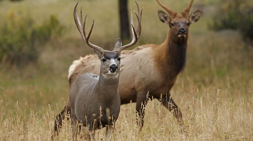 Elk