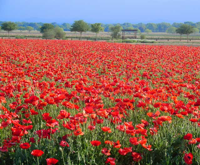 poppies