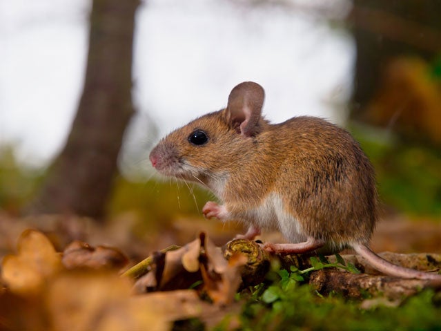 can dogs get hantavirus from mice