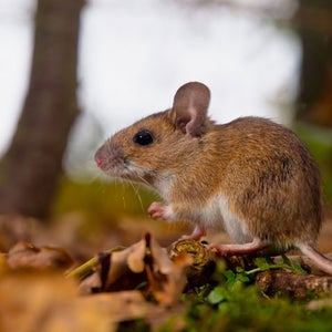 Hantavirus can be dangerous, but it's not common.