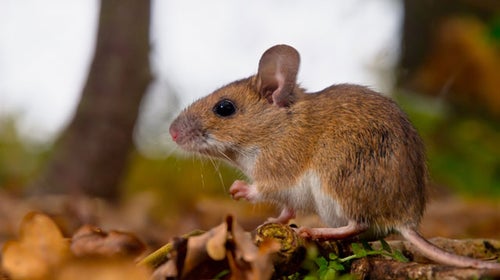 How Can I Prevent Hantavirus?