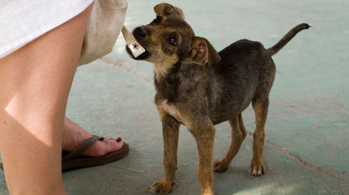 dog stray puerto rico adoption shelter
