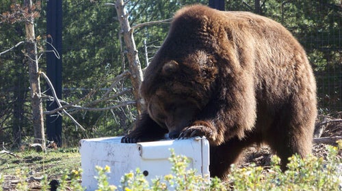 YETI Tundra 65 Cooler