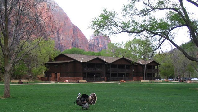 zion park utah zion lodge sustainable vacation green