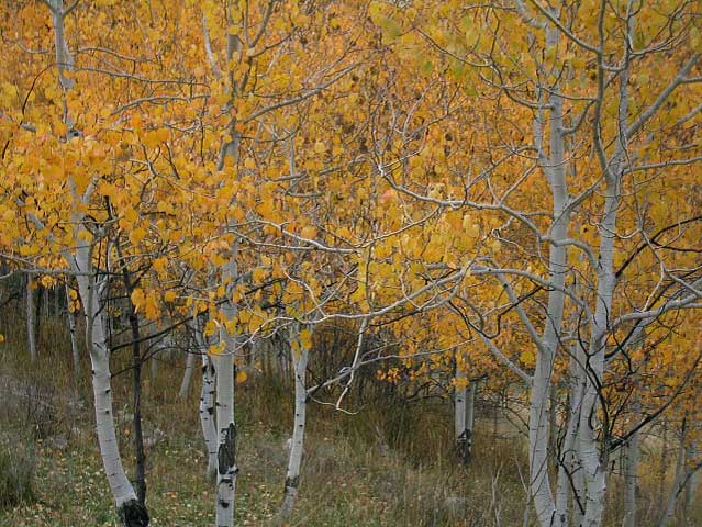 Aspens in fall