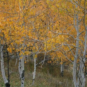 Aspens in fall