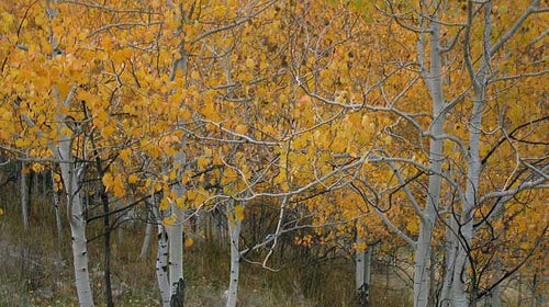 Aspens in fall