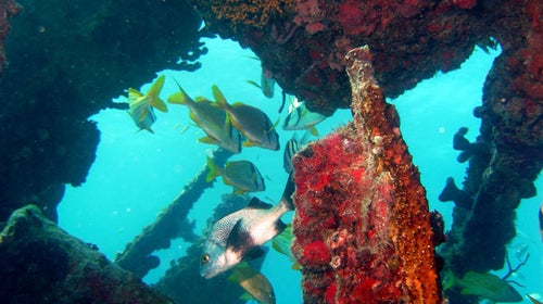Diving the Benwood near Key Largo, Florida