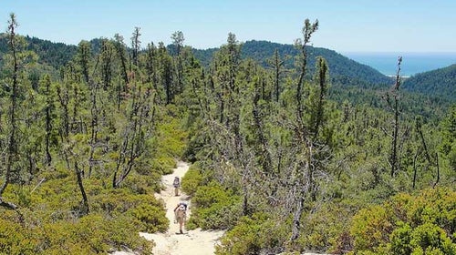 Big Basin Redwoods State Park