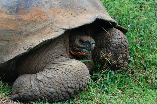 An endemic Galapagos tortoise