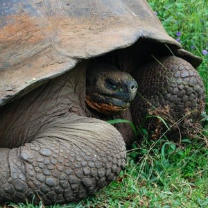An endemic Galapagos tortoise