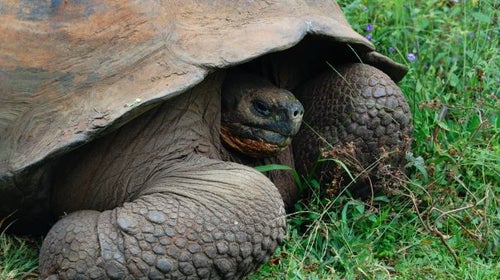 An endemic Galapagos tortoise