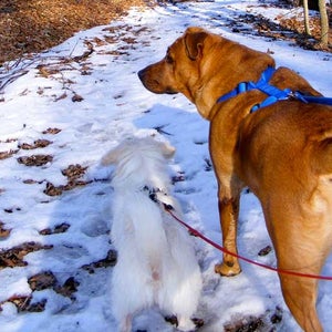 Hiking dogs