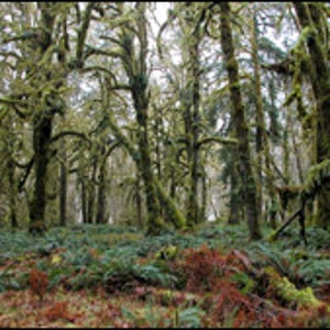 Olympic National Park