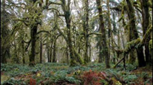 Olympic National Park