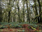 Olympic National Park