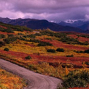 Road in Denali National Park during the summer