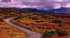 Road in Denali National Park during the summer