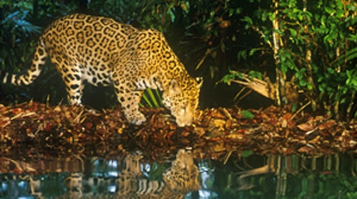 The elusive Jaguar in Belize