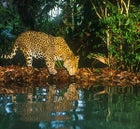 The elusive Jaguar in Belize