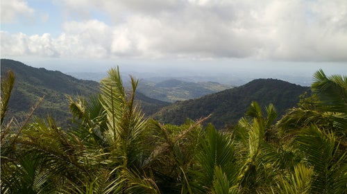 El Yunque rainforest national forest forest tropical Puerto Rico Luquillo Mountains mountains island trees panoramic panorama palm trees palms lush