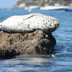 The California Coastal National Monument provides feeding and nesting habitat for an estimated 200,000 breeding seabirds, as well as forage and breeding habitat for marine mammals including the southern sea otters and California sea lions.
