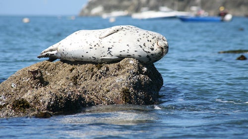 The California Coastal National Monument provides feeding and nesting habitat for an estimated 200,000 breeding seabirds, as well as forage and breeding habitat for marine mammals including the southern sea otters and California sea lions.