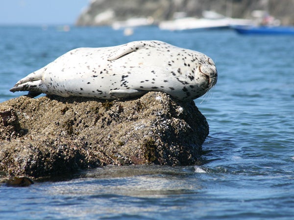 The California Coastal National Monument provides feeding and nesting habitat for an estimated 200,000 breeding seabirds, as well as forage and breeding habitat for marine mammals including the southern sea otters and California sea lions.