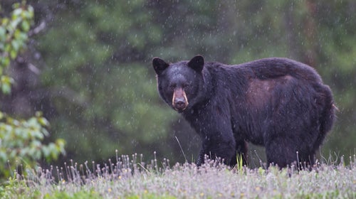 Black Bear in the rain