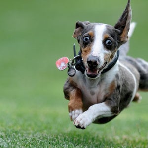 running runners high runner's high dogs crazy dogs dog memes