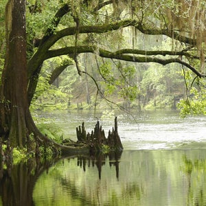 Bald cypress in the Everglades.