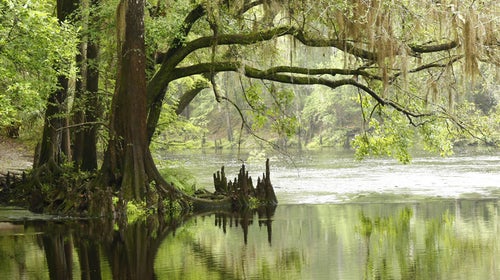Bald cypress in the Everglades.