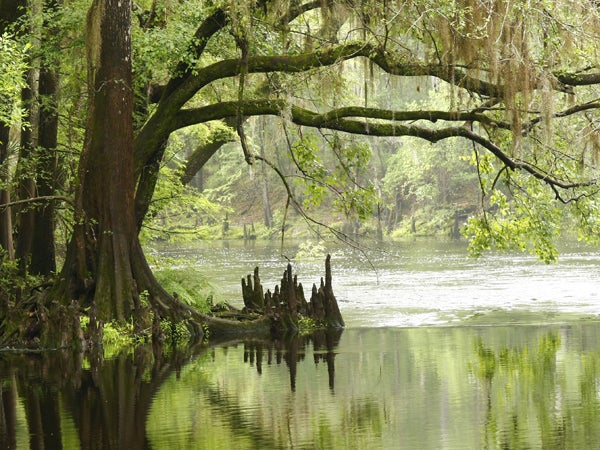 Bald cypress in the Everglades.