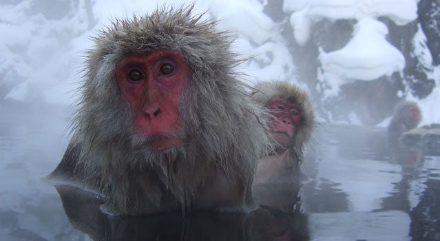 japanese snow monkeys pool