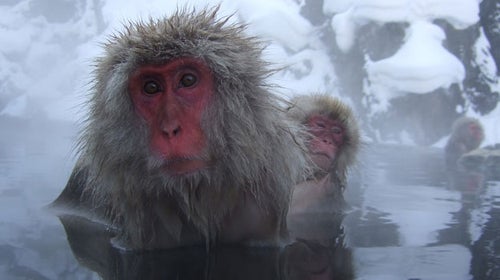 japanese snow monkeys pool