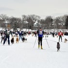 Some loppet races incorporate dogs.