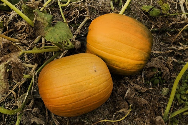 pumpkins pumpkin patch