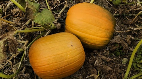 pumpkins pumpkin patch