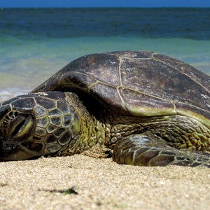 A Green Sea Turtle catches rays on the beach.
